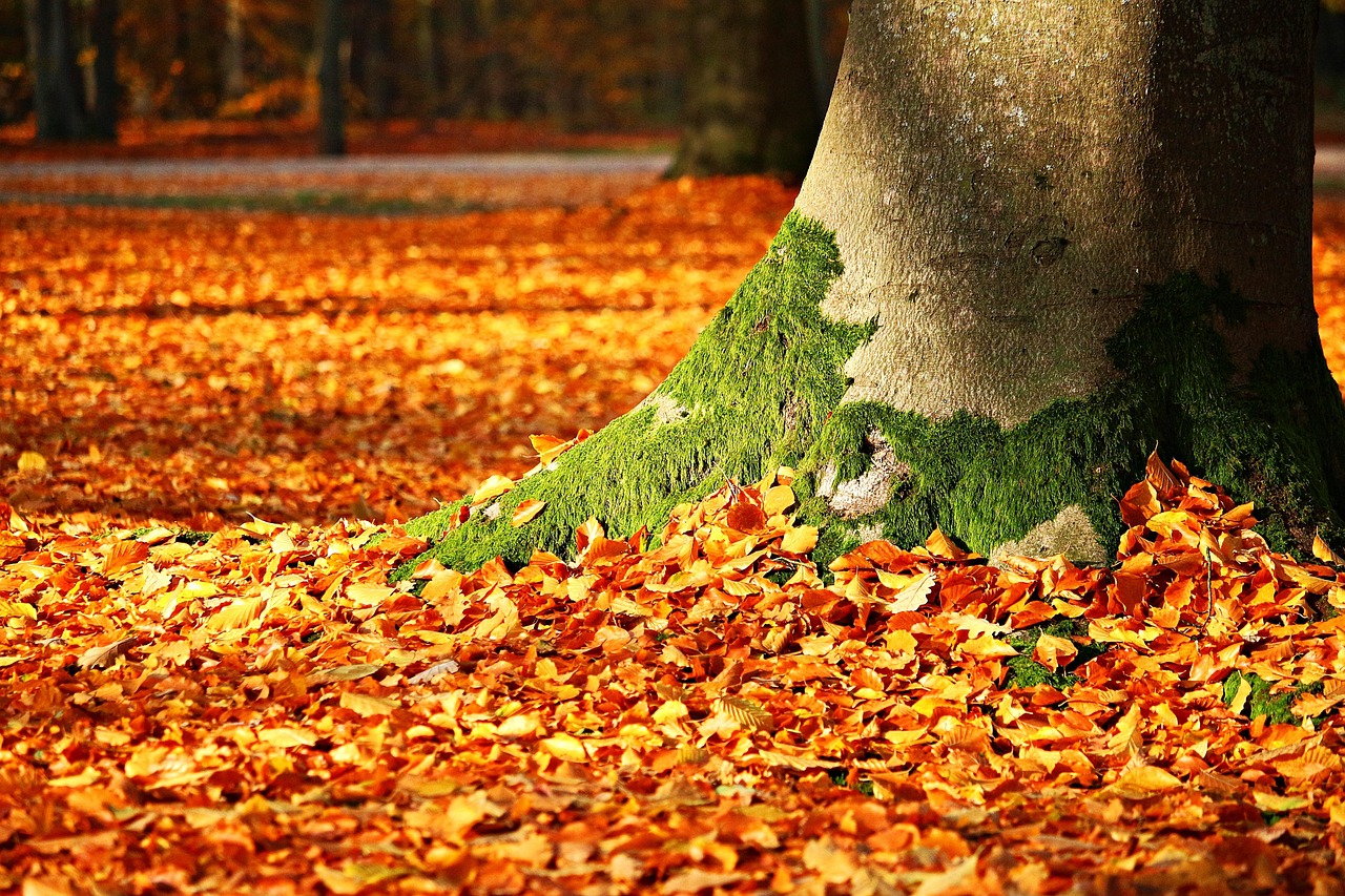 entdecken sie herbstliche saisonale rezepte mit frischen zutaten für gemütliche und schmackhafte mahlzeiten im herbst.